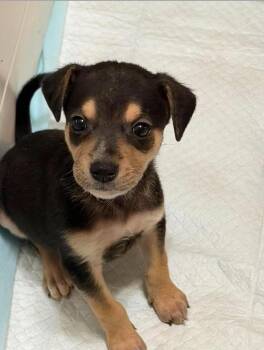 Chewy -  Mountain Cur Dog for Adoption in Middletown, Connecticut - Chewy | PetCurious