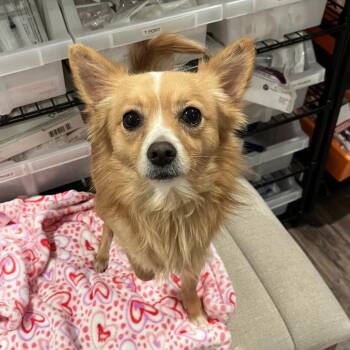 Pomeranian and Mixed Breed Dogs Available for Adoption - Jasper | PetCurious