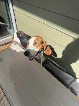 Pippa -  Hound Dog for Adoption in Hilton Head Island, South Carolina - Pippa | PetCurious