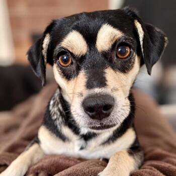 Lil -  Beagle and Jack Russell Terrier Dog for Adoption in Boerne, Texas - Lil | PetCurious