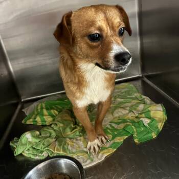 Rescue Terrier Dogs for Adoption in Northbrook, Illinois - Turkey | PetCurious