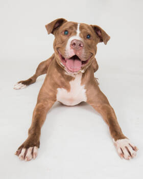 Rescue Mixed Breed Dogs for Adoption in Cincinnati, Ohio - Salisbury | PetCurious