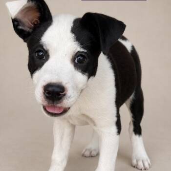 Grumpy -  Labrador Retriever Dog for Adoption in South Elgin, Illinois - Grumpy | PetCurious