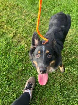 Saraya -  Australian Shepherd Dog for Adoption in Liverpool, New York - Saraya | PetCurious