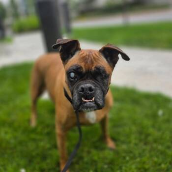 Coco -  Boxer Dog for Adoption in Woodinville, Washington - Coco | PetCurious