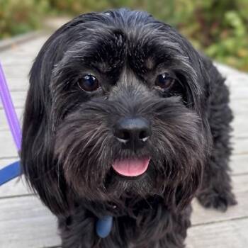 Honey -  Maltese Dog for Adoption in Toronto, Ontario - Honey | PetCurious