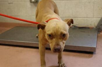 AUTUMN -  Mixed Breed Dog Available for Adoption in Columbia, South Carolina - AUTUMN | PetCurious