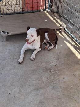 Copper -  Pit Bull Terrier Dog for Adoption in Brownwood, Texas - Copper | PetCurious