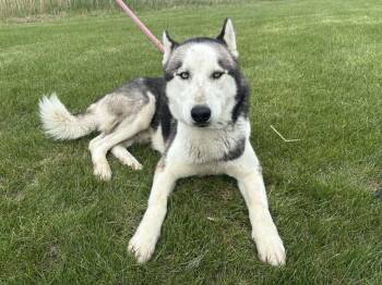 Siberian Husky Dogs Available for Adoption in Manhattan, Illinois - Folgers | PetCurious