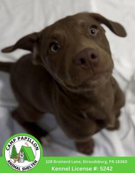 Mixed Breed Dogs Available for Adoption in Stroudsburg, Pennsylvania - Milo | PetCurious