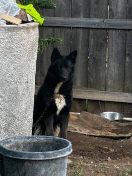 Australian Kelpie and Mixed Breed Dogs Available for Adoption in Stockton, California - DANTE | PetCurious