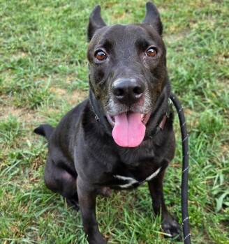 Lucky -  Labrador Retriever and Mixed Breed Dog for Adoption in Roanoke, Virginia - Lucky | PetCurious