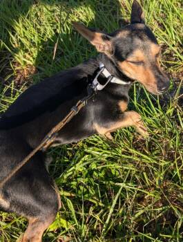 Rescue Chihuahua and Miniature Pinscher Dogs for Adoption in Fort Myers, Florida - Jocko-Adorable Chi/Min Pin Mix | PetCurious