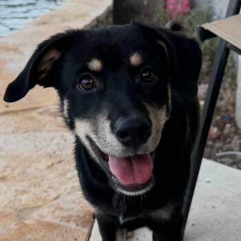 Rescue Shepherd and Miniature Pinscher Dogs for Adoption in Seguin, Texas - Bane | PetCurious