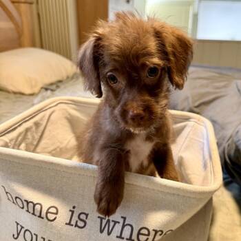 Pippin 22504 -  Dachshund and Mixed Breed Dog for Adoption in Cumming, Georgia - Pippin 22504 | PetCurious