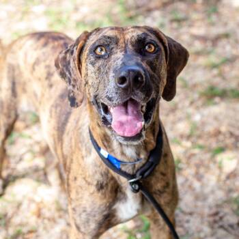 Jester -  Catahoula Leopard Dog and Mixed Breed Dog for Adoption in Hattiesburg, Mississippi - Jester | PetCurious