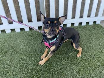 Chihuahua and Miniature Pinscher Dogs Available for Adoption in Modesto, California - LOLA | PetCurious
