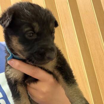 German Shepherd Dog Dogs Available for Adoption in Austin, Texas - Cassini | PetCurious