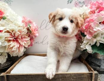 Labrador Retriever and Great Pyrenees Dogs Available for Adoption in Newberg, Oregon - Collins | PetCurious