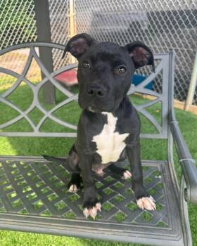 Pit Bull Terrier and Labrador Retriever Dogs Available for Adoption in Maryville, Tennessee - Jett | PetCurious
