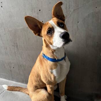 Peter Parker A2275401 -  Pit Bull Terrier Dog for Adoption in Los Angeles, California - Peter Parker A2275401 | PetCurious