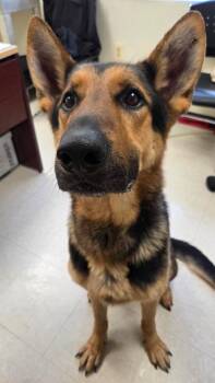 German Shepherd Dog Dogs Available for Adoption in Clayton, New Jersey - Otto Kemp  | PetCurious
