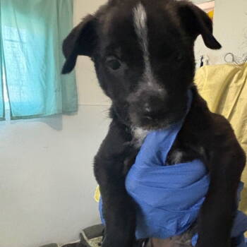 Rescue Pit Bull Terrier Dogs for Adoption in Dallas, Texas - Slate | PetCurious