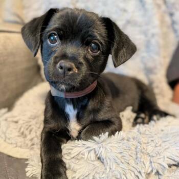 1036 (2026) Mikey -  Miniature Schnauzer and Yorkshire Terrier Dog for Adoption in Parker, Colorado - 1036 (2026) Mikey | PetCurious