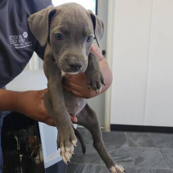 Pepi -  Terrier Dog for Adoption in Clearwater, Florida - Pepi | PetCurious