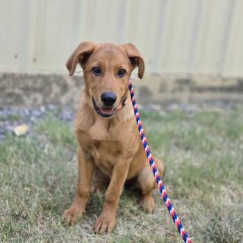 Peaches -  Retriever and Labrador Retriever Dog for Adoption in Mansfield, Texas - Peaches | PetCurious