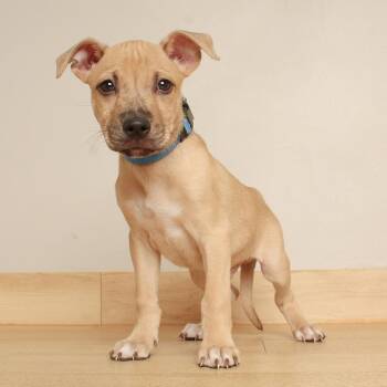 Honeycrisp D71154 -  Pit Bull Terrier and Shepherd Dog for Adoption in Minnetonka, Minnesota - Honeycrisp D71154 | PetCurious