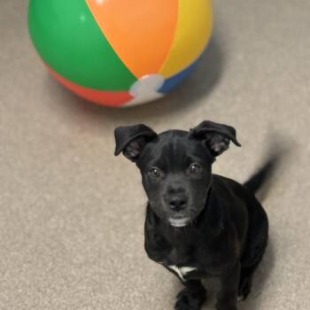 Liberty Bibbity -  Pit Bull Terrier and Labrador Retriever Dog for Adoption in South Elgin, Illinois - Liberty Bibbity | PetCurious
