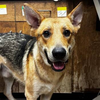 Cooley -  German Shepherd Dog Dog for Adoption in Hinesville, Georgia - Cooley | PetCurious