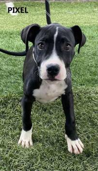 Rescue Pit Bull Terrier Dogs for Adoption in Washington, Georgia - Pixel | PetCurious