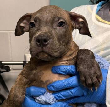 Dr. Kelp -  Mixed Breed Dog for Adoption - Dr. Kelp | PetCurious