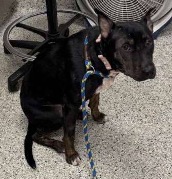 Patsy -  Mixed Breed Dog for Adoption in Kansas City, Missouri - Patsy | PetCurious