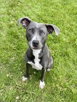 Staffordshire Bull Terrier Dogs Available for Adoption in Kalamazoo, Michigan - RADAR | PetCurious