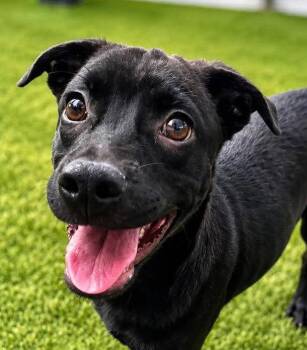Tres -  Labrador Retriever and Terrier Dog for Adoption in Bloomfield, Connecticut - Tres | PetCurious