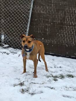 Rescue German Shepherd Dog and Labrador Retriever Dogs for Adoption in Lunenburg, Vermont - Ryder | PetCurious