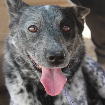 Australian Cattle Dog Blue Heeler Dogs Available for Adoption in Yucca Valley, California - Luna | PetCurious