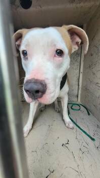 Staffordshire Bull Terrier Dogs Available for Adoption in St. Cloud, Florida - ALPHA | PetCurious