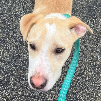 Mixed Breed Dogs Available for Adoption in Washington, Pennsylvania - Lux | PetCurious