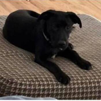 Charli -  Black Labrador Retriever and Mixed Breed Dog for Adoption in Shorewood, Illinois - Charli | PetCurious