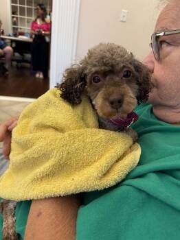 Jerico -  Poodle Dog for Adoption in Holly Springs, North Carolina - Jerico | PetCurious