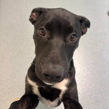 Kona -  Mixed Breed Dog for Adoption in Briarcliff Manor, New York - Kona | PetCurious