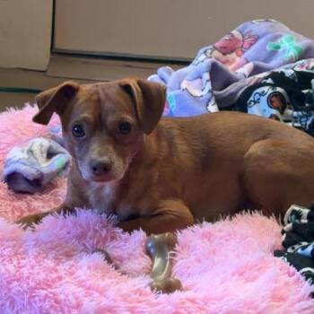 Chihuahua Dogs Available for Adoption - Canelo | PetCurious