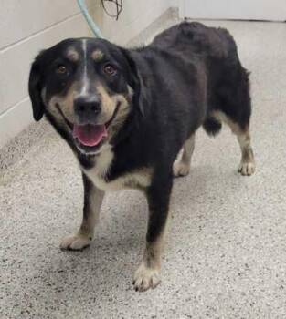 Abra -  Mixed Breed Dog for Adoption in Kansas City, Missouri - Abra | PetCurious