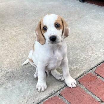 Sprout - Chino Hills Location *Available 8/15 -  Beagle and Basset Hound Dog for Adoption in Chino Hills, California - Sprout - Chino Hills Location *Available 8/15 | PetCurious