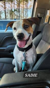 Rescue Mixed Breed Dogs for Adoption in Monroe, North Carolina - Sadie | PetCurious