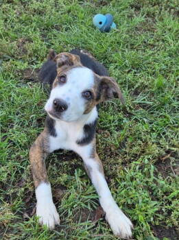 Rescue Mixed Breed Dogs for Adoption in Ashville, Ohio - Three Siblings ~ Moosey | PetCurious